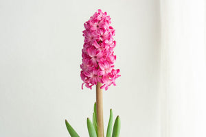 Live Plants - Mystery Hyacinth Bulbs