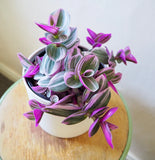 Live Plants - Tradescantia / Callisia repens / Wandering Dude