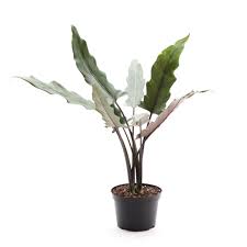 Live Plants - Alocasia Lauterbachiana - NORTH STORE ONLY
