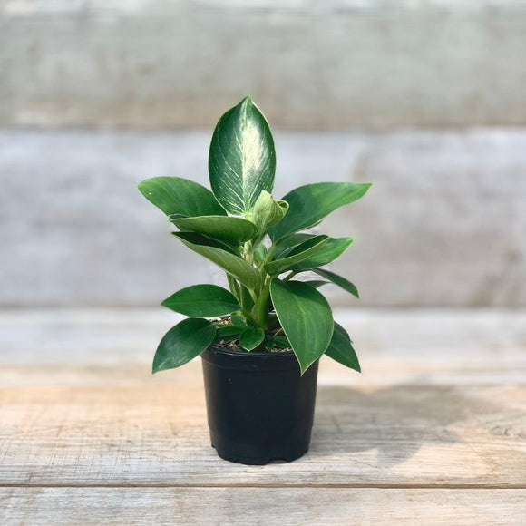 Live Plants - Philodendron