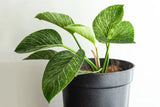 Live Plants - Philodendron
