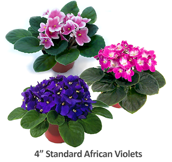 CLEARANCE: Live Plants - African Violet - South Store Only!